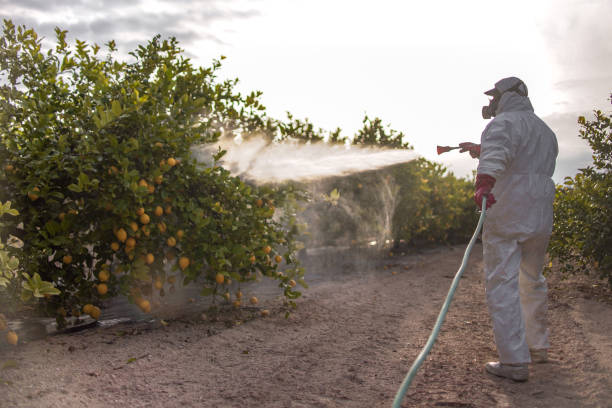 Best Termite Control Services  in Highland Acres, DE
